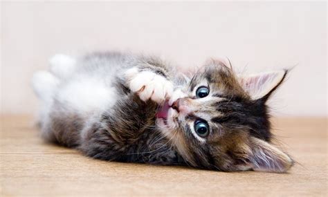 Le chaton mignon qui se lèche - Lol Chat - Images, photos et vidéos de ...