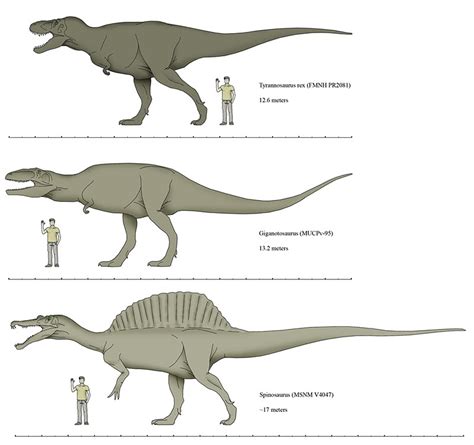 Giganotosaurus Behavior, Adaptation, Anatomy and Facts