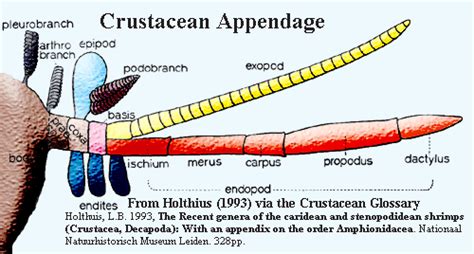 Palaeos Metazoa: Glossary O-Z