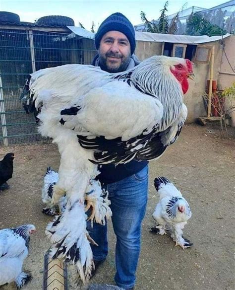 So one of my friends just posted this pic of them holding a Giant Brahma Chicken.https://ift.tt ...