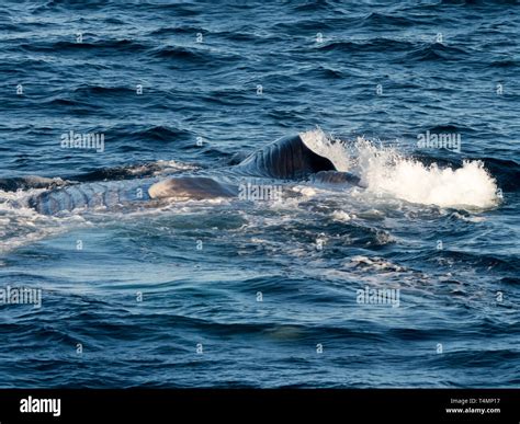 Blue whale, Balaenoptera musculus, lunge feeding in the Pacific Ocean off the west coast of Baja ...