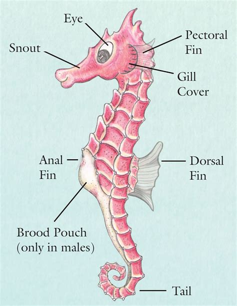 Fun Facts About Sea Horses | Sea Horse, run! Seahorse Facts For Kids, Seahorse Art, Seahorses ...