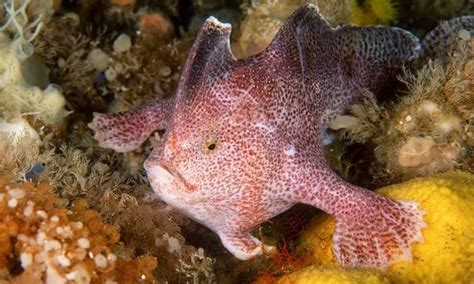 First time in 22 years, rare pink handfish spotted in Tasmania