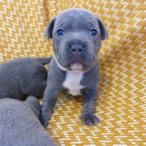 Staffy Pups: Blue Staffordshire Bull Terrier Puppies for sale. KC registered | in Ludgershall ...