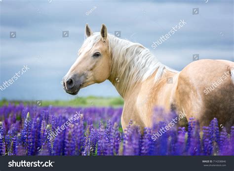 7,124 Palomino Horses Images, Stock Photos & Vectors | Shutterstock