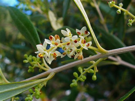 Flors de l'olivera (Olea europaea) | Bach flower remedies, Bach flowers ...