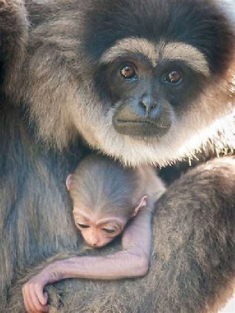 Silvery Gibbon & baby | Baby animals, Cute animals, Gibbon