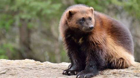 Top 157+ What does a wolverine animal look like - Merkantilaklubben.org