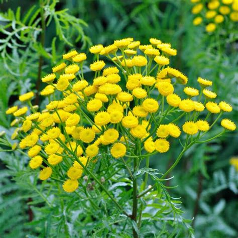 Blue Tansy Essential Oil - OptingHealth