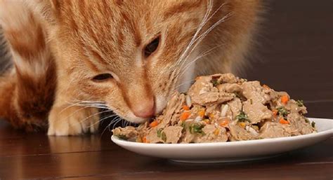 Best Organic Cat Food | Advantages Organic Food to Your Cat