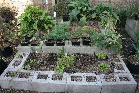 54 Square Foot Medicinal Garden Plan