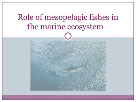 Role of mesopelagic fishes in the marine ecosystem - ppt download