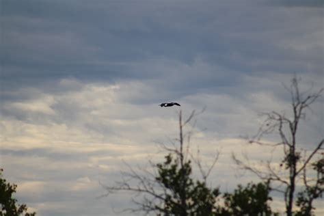 Wertheim National Wildlife Refuge | Finding Feathers Long Island