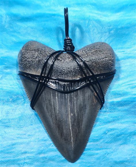 Large Museum Quality Megalodon Shark Tooth Necklace · L1: 2.48 L2: 2.25 ...