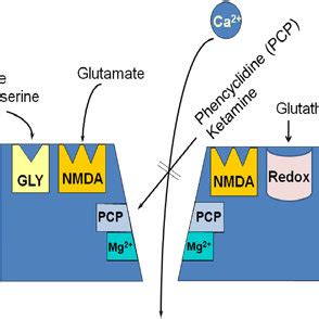 Schematic diagram of N-methyl-D-aspartate (NMDA) receptor showing ...