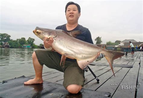 Giant Mekong Catfish Fishing at BungSamRan In The Wet