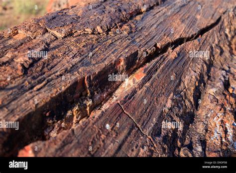 USA, Arizona, Holbrook, Petrified Forest National Park, Petrified wood ...