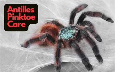 Antilles Pinktoe Tarantula Care (Caribena versicolor)