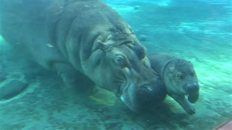 Baby Hippo "Swimming Lessons" - YouTube