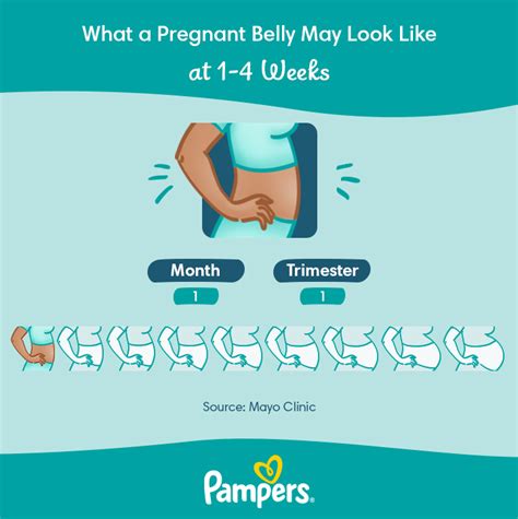 Stages Of Pregnancy Week By Week Symptoms