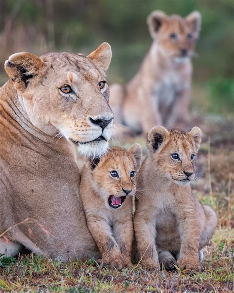 Comedy Wildlife Photography Awards Reveals Funniest Entries for 2020