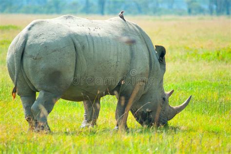 Wild Black Rhino Eating Grass Stock Photo - Image of dirty, adventure ...