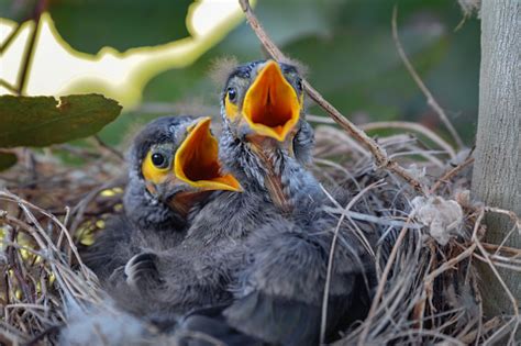 Noisy Miner Babies In A Nest Stock Photo - Download Image Now - iStock