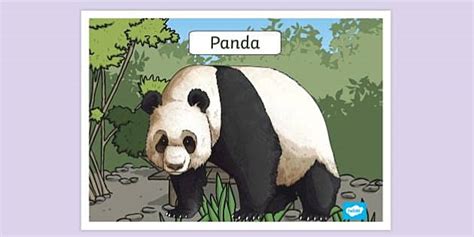 Panda Poster for Kids | Primary Resources | Twinkl - Twinkl