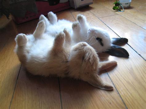 105 Of The Cutest Bunnies Ever | Bored Panda