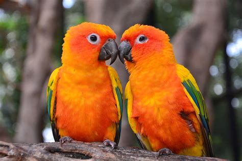 Sun Conure – Pet Birds Info: Article and Pictures – Pet Yak