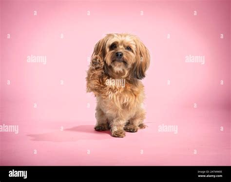 Dog waving paw hi-res stock photography and images - Alamy