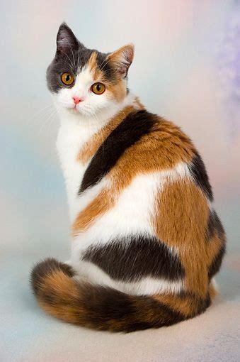 Common Calico Cat Breeds - Pets Lovers