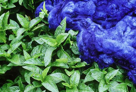 How to Make Natural Blue Dye From Plants