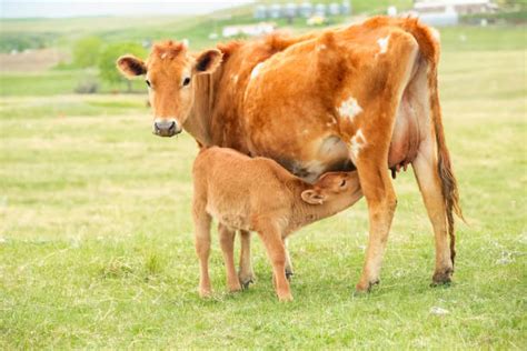 Jersey Cows Feeding Stock Photos, Pictures & Royalty-Free Images - iStock