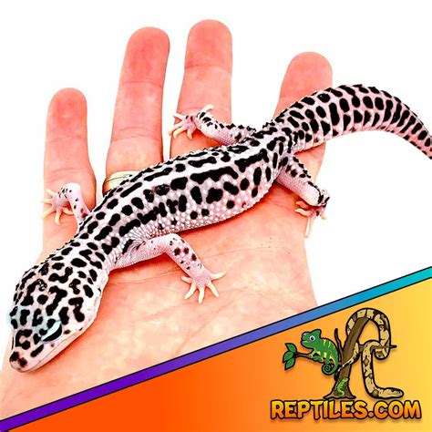 Leopard Gecko Mack Snow