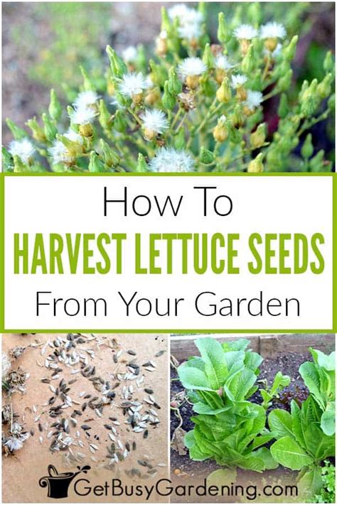 How To Harvest & Save Lettuce Seeds - Get Busy Gardening