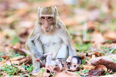 Monkey Family (Crab-eating Macaque) Stock Photo - Image of brown, park ...