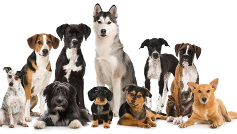 7 Dog Breed Groups: Your Ultimate Guide – Top Dog Tips