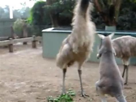 Kangaroo Fighting Emus Is a Real ‘Thunder From Down Under’ [VIDEO]