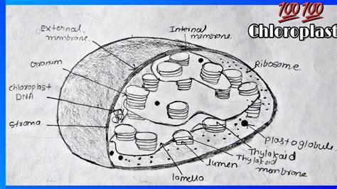 Chloroplast Diagram Labeled Photosynthesis - bmp-source