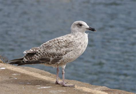 Juvenile Herring Gull stock image. Image of bird, summer - 32826611