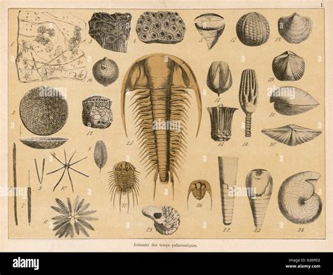 Fossils from the palaeozoic era Stock Photo - Alamy