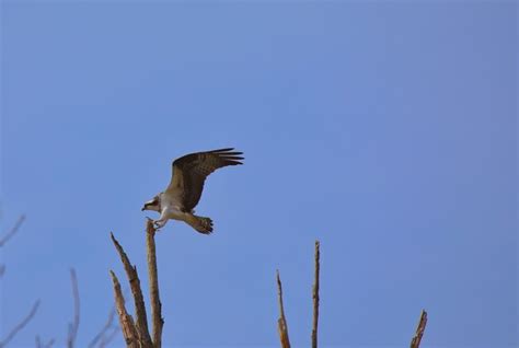 Premium Photo | Osprey landing