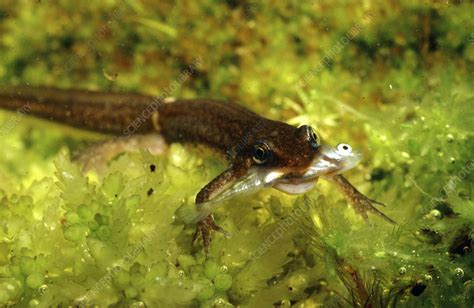 Palmate newt eating - Stock Image - Z700/0016 - Science Photo Library