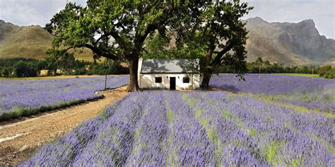 Franschhoek Valley Boutique Wine Tour – Scintilla