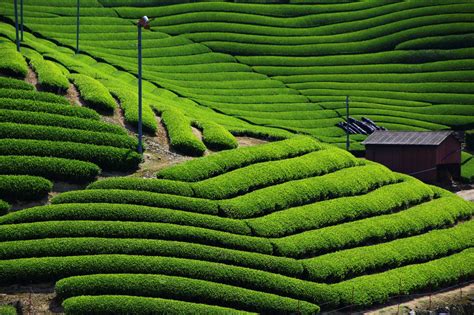 和束町（わづかちょう） 茶源郷 京都の美しいお茶の町 | 茶畑, 日本の景色, 緑