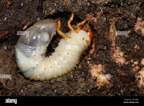 Beetle larvae hi-res stock photography and images - Alamy