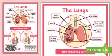 Respiratory System Labelled Diagram Display Poster | Twinkl