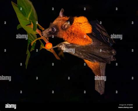 The Indian flying fox, also known as the greater Indian fruit bat, is a species of flying fox ...