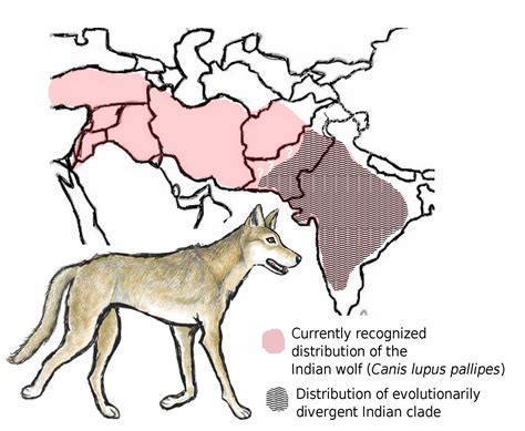 Indian Wolf Among World’s Most Endangered and Distinct Wolves | School ...